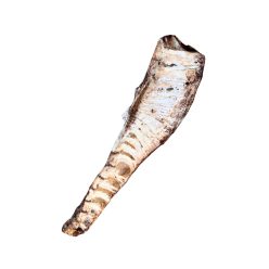 Whizzopet - Szárított strucc medencecsont
